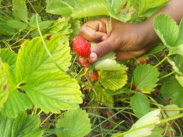 strawberries